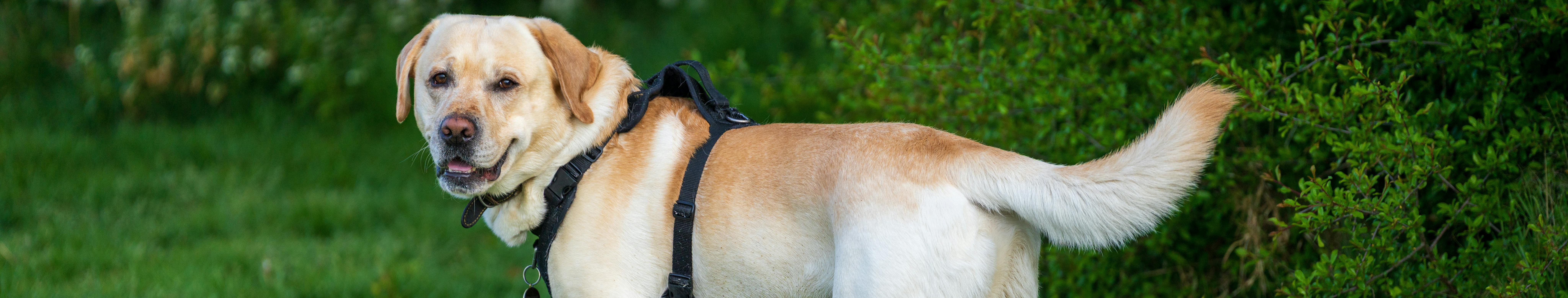 Cachorro Labrador de Lado
